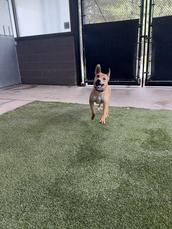 Jasper, a ADOPTABLE Mixed Breed in Truckee, CA image 2/6