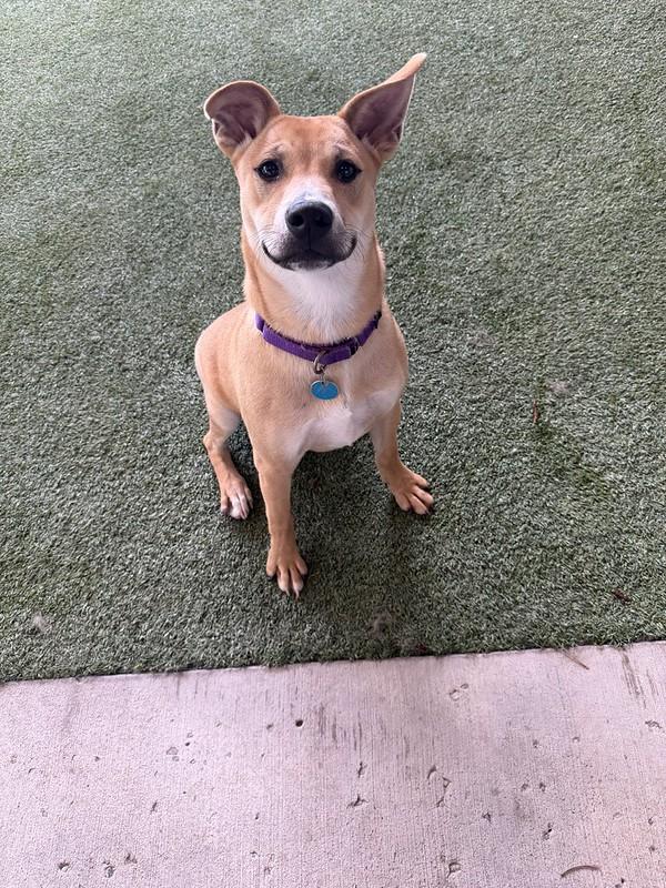 Jasper, a ADOPTABLE Mixed Breed in Truckee, CA image 4/6