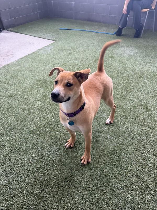Jasper, a ADOPTABLE Mixed Breed in Truckee, CA image 6/6
