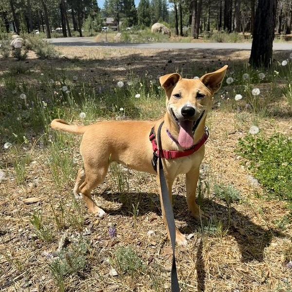 Jasper, a ADOPTABLE Mixed Breed in Truckee, CA image 1/6