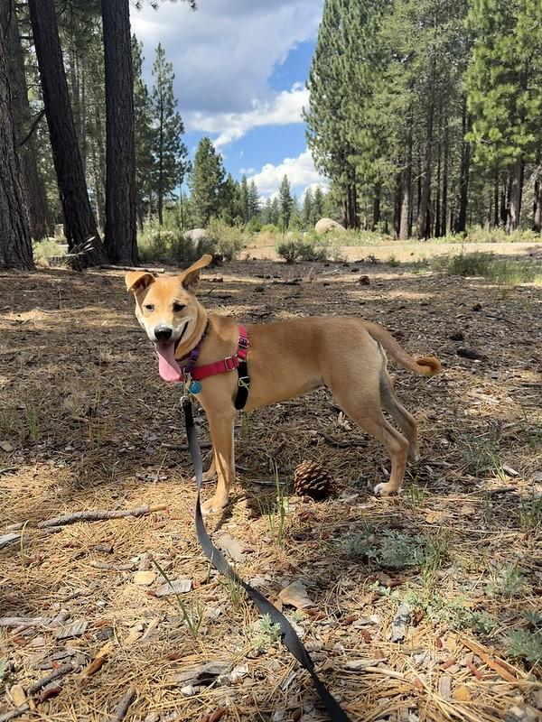 Jasper, a ADOPTABLE Mixed Breed in Truckee, CA image 5/6