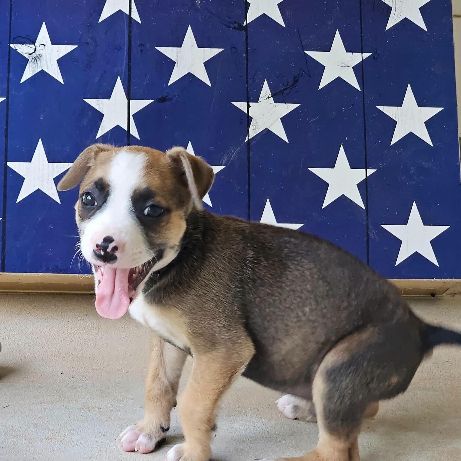 Benjamin Franklin, a Adoptable mixed breed in Buford, GA image 5/6