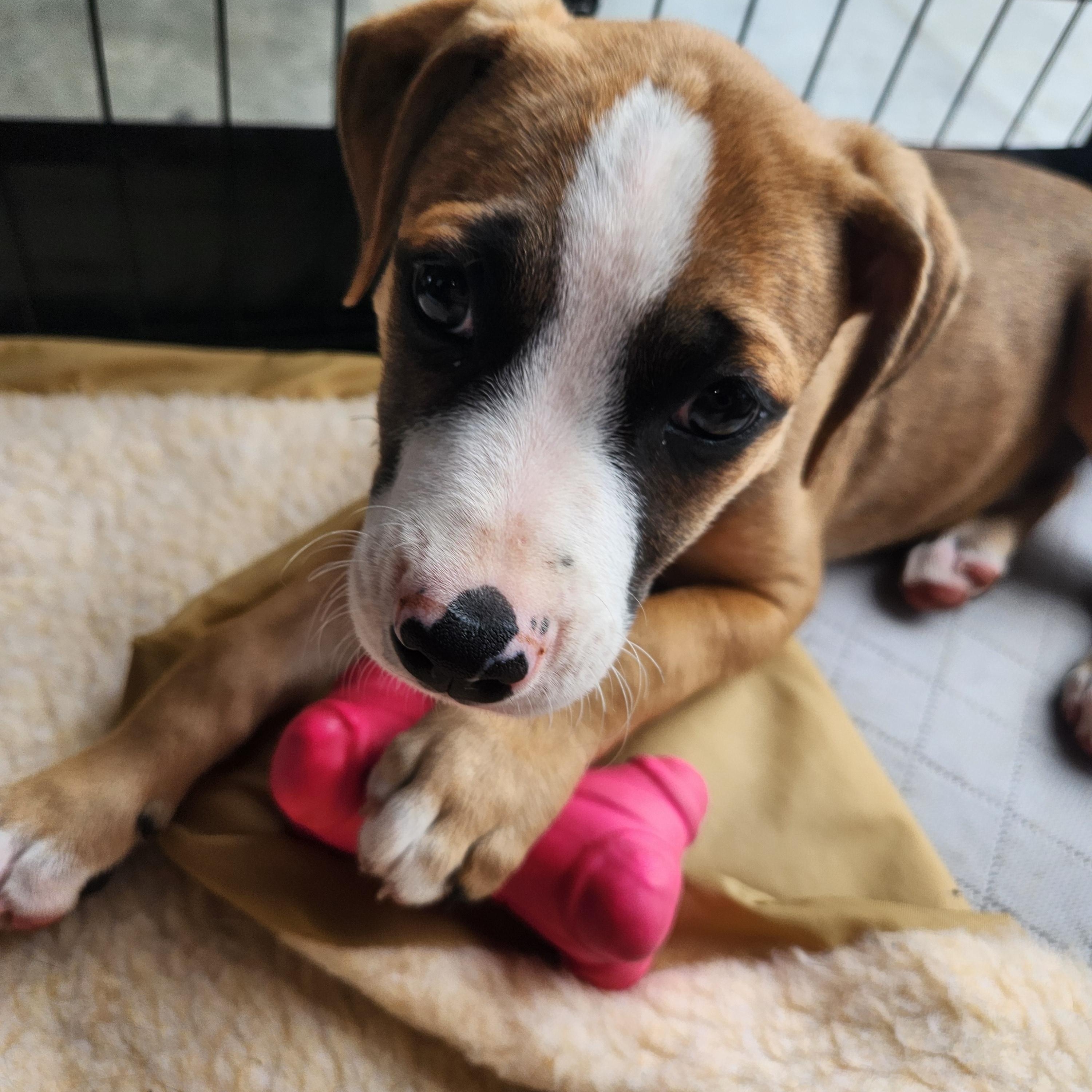 Benjamin Franklin, Adoptable, Puppy Male Mixed Breed.