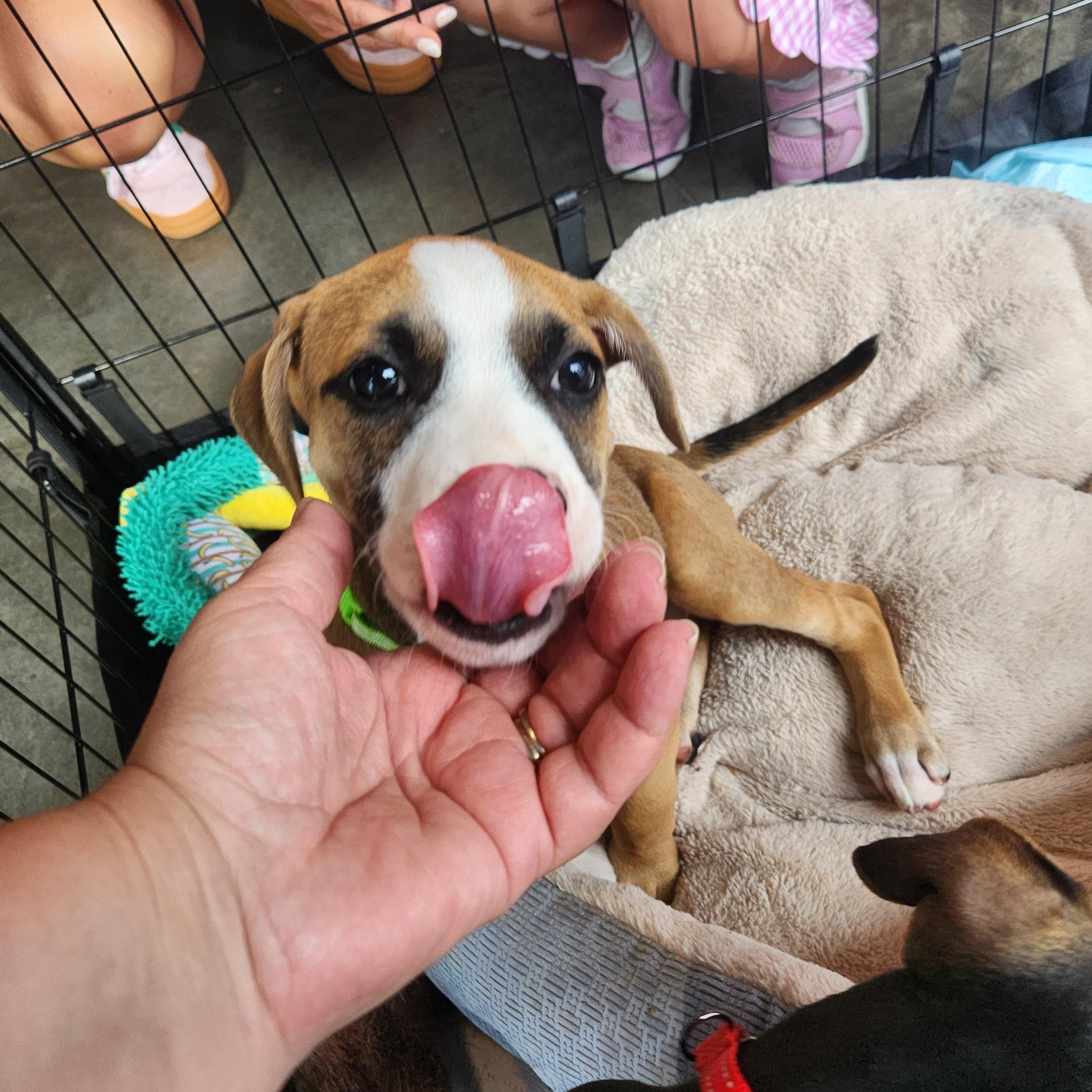 Benjamin Franklin, a Adoptable mixed breed in Buford, GA image 3/6