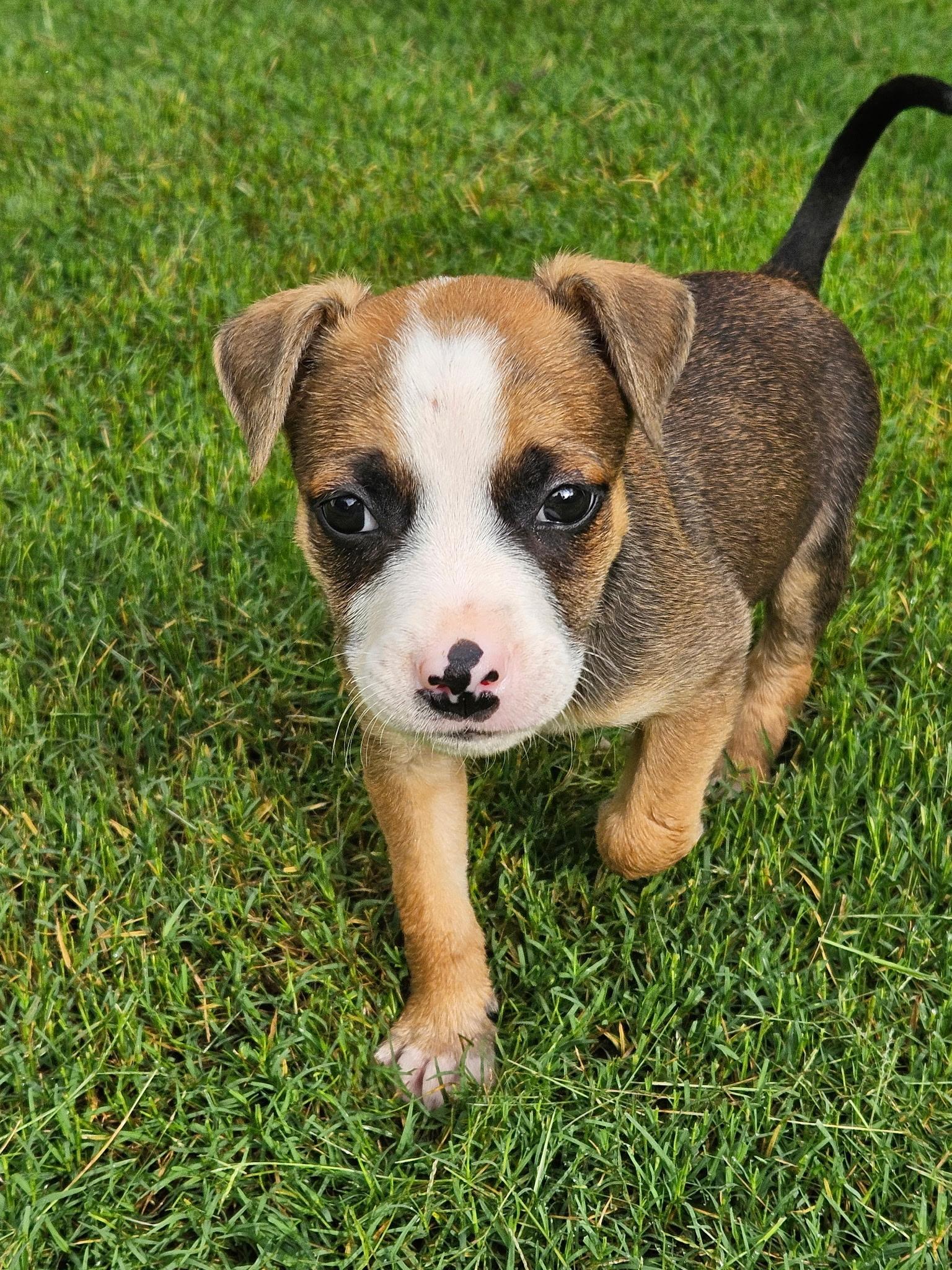 Benjamin Franklin, a Adoptable mixed breed in Buford, GA image 6/6