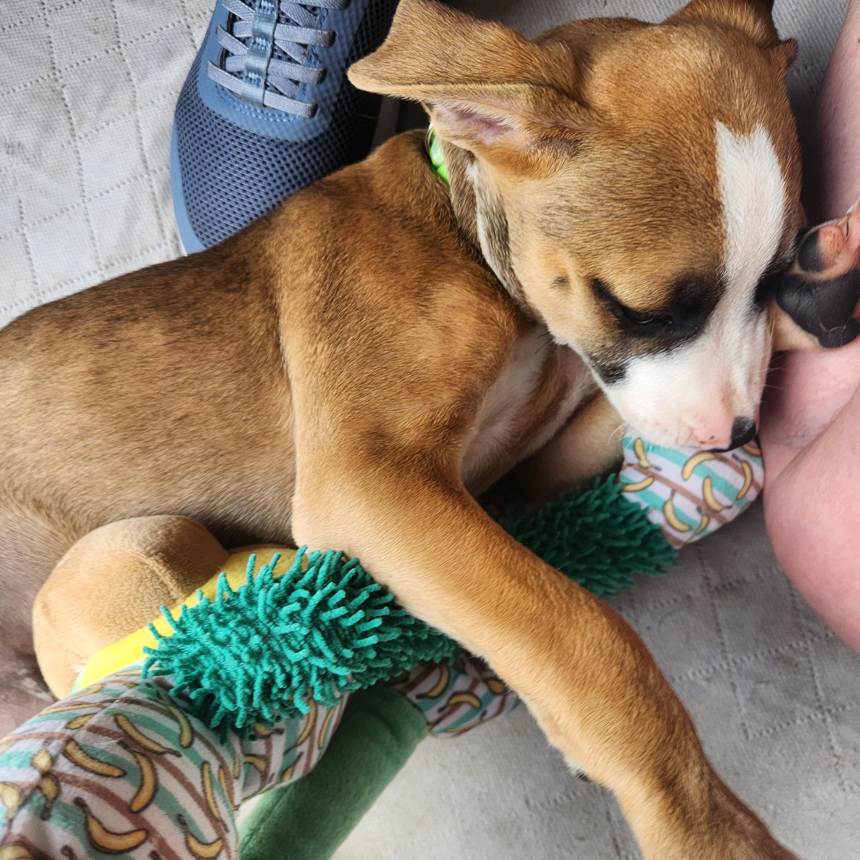 Benjamin Franklin, a Adoptable mixed breed in Buford, GA image 4/6