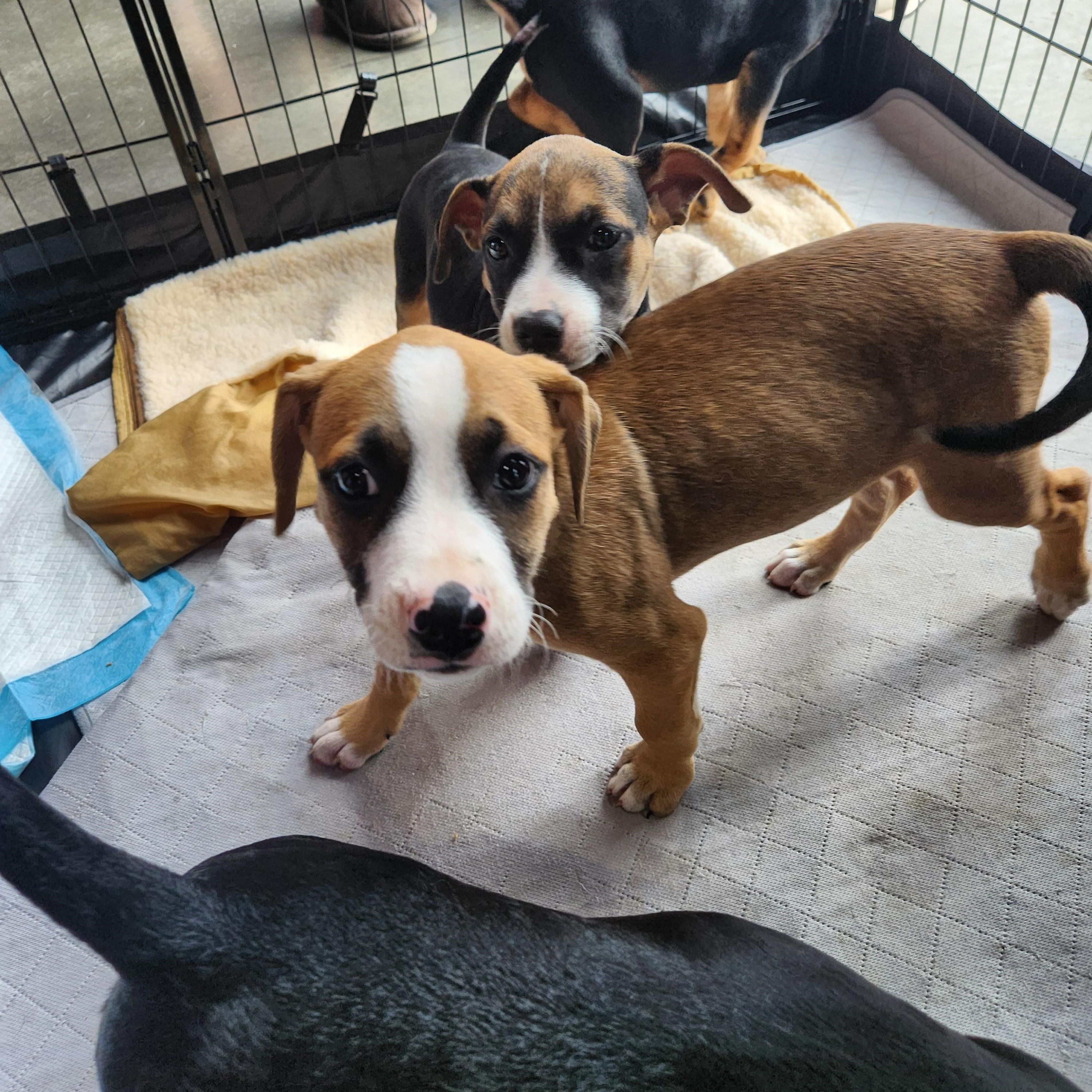 Benjamin Franklin, a Adoptable mixed breed in Buford, GA image 2/6