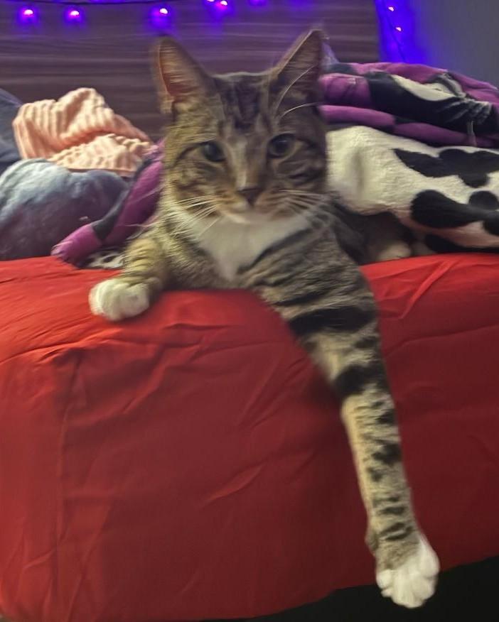 Cato, ADOPTABLE, Adult Male Domestic Short Hair.