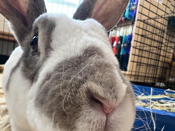 Enlarge Marshmallow Fluff, a Adoptable mixed breed in Silverdale, WA image 1/1