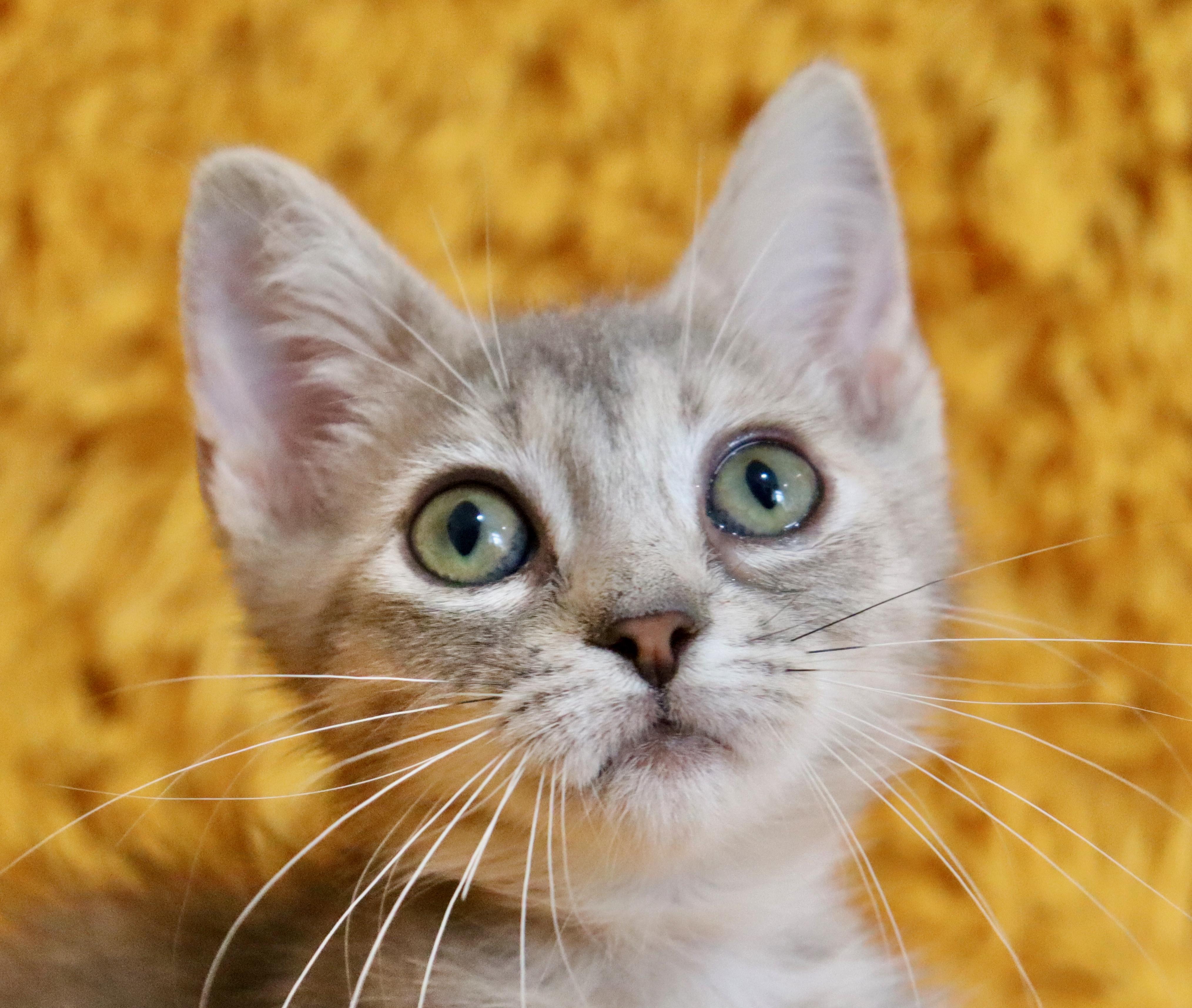 Enlarge Annie, an adopted mixed breed in Saint Augustine, FL image 3/5