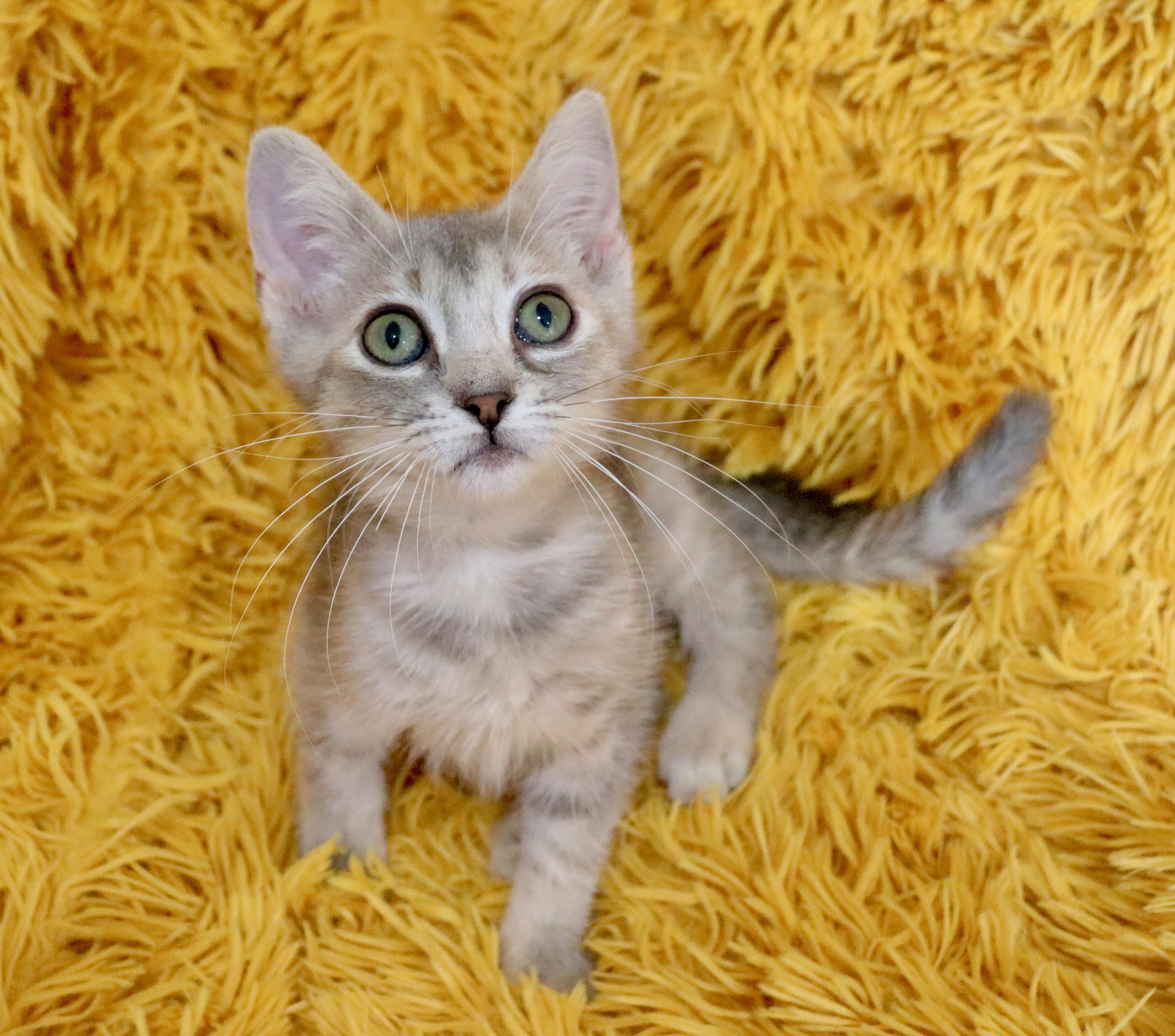 Enlarge Annie, an adopted mixed breed in Saint Augustine, FL image 4/5