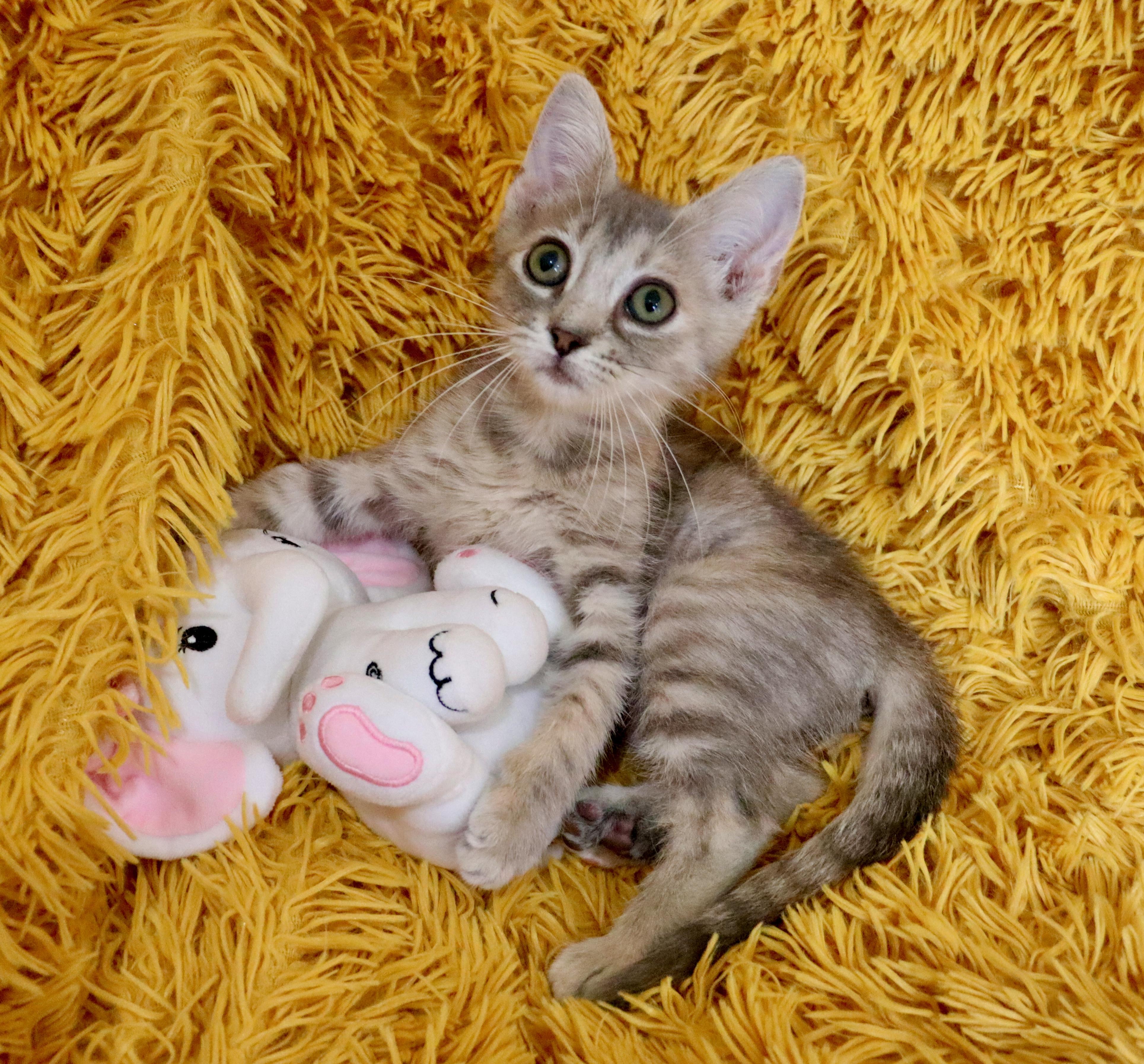 Annie, adopted, Kitten Female Tortoiseshell.