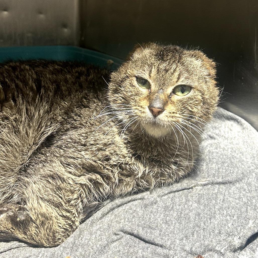 Enlarge Sparky, a Adoptable Domestic Short Hair in St. Paul, MN image 1/6