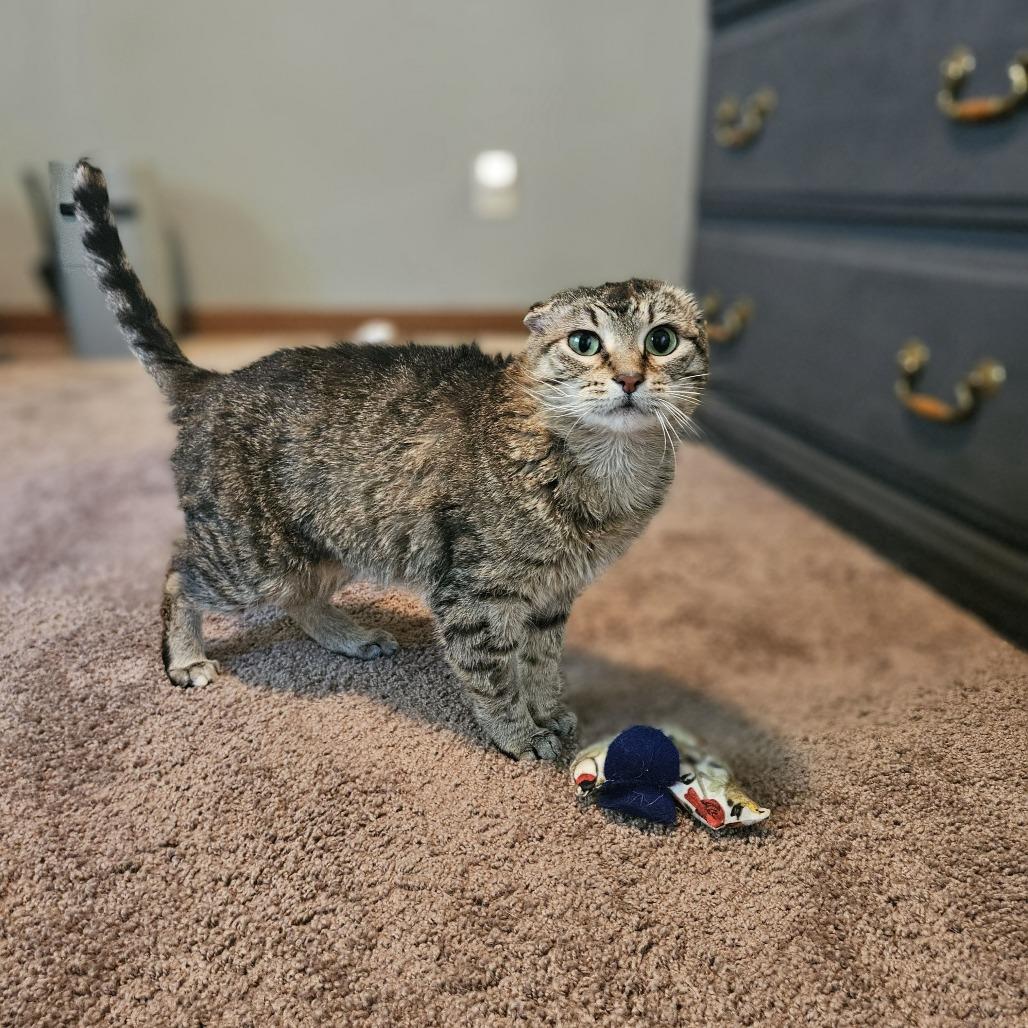 Enlarge Sparky, a Adoptable Domestic Short Hair in St. Paul, MN image 2/6