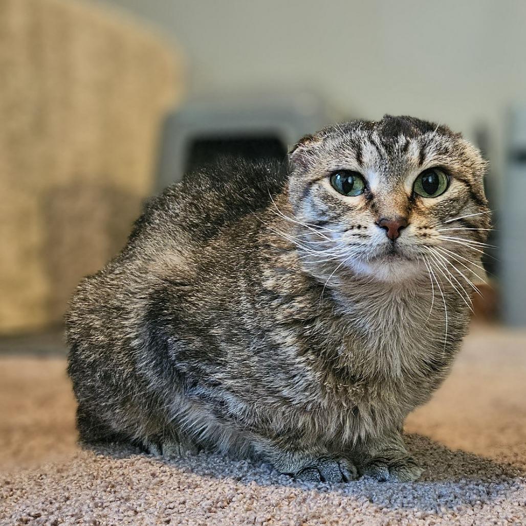 Enlarge Sparky, a Adoptable Domestic Short Hair in St. Paul, MN image 3/6