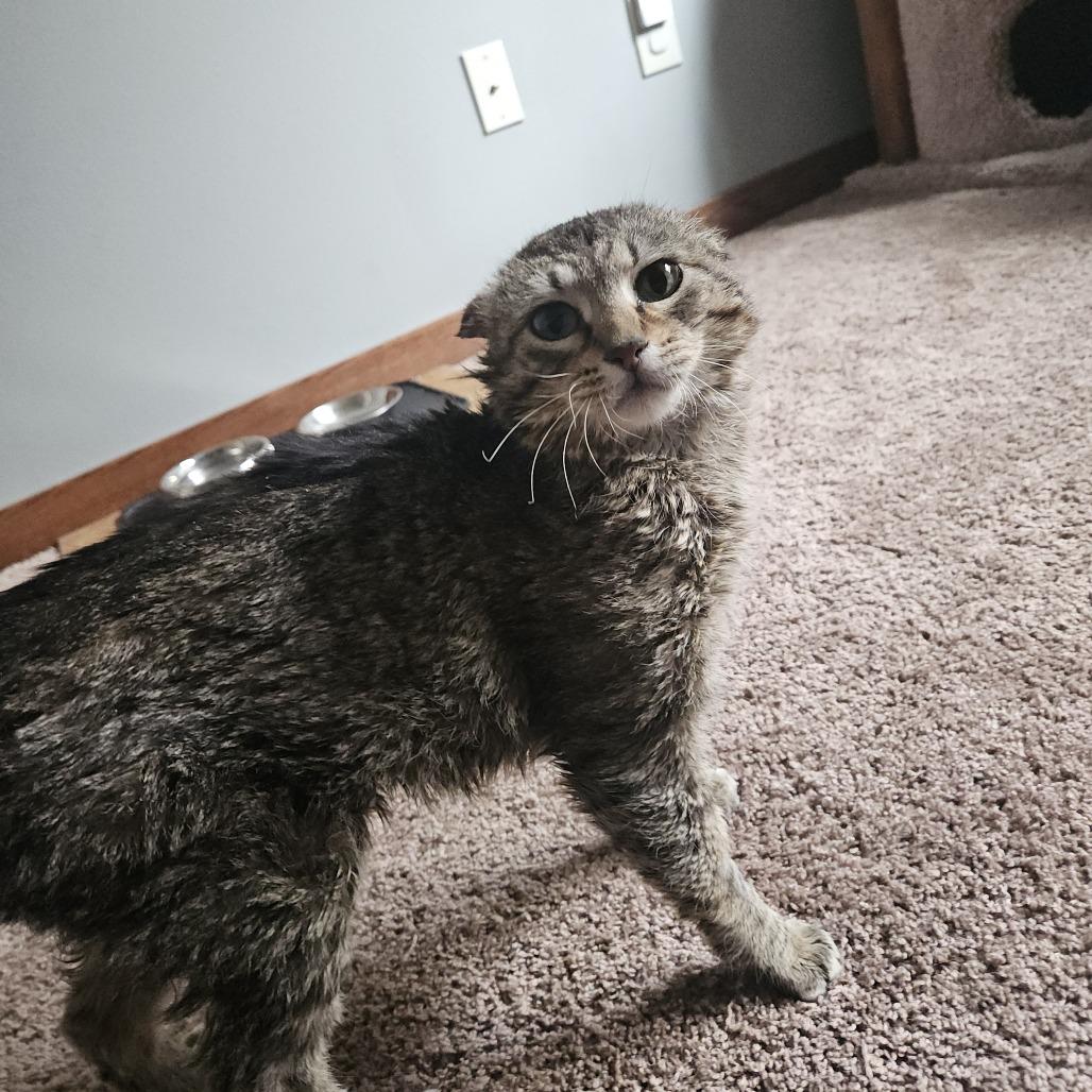 Enlarge Sparky, a Adoptable Domestic Short Hair in St. Paul, MN image 4/6
