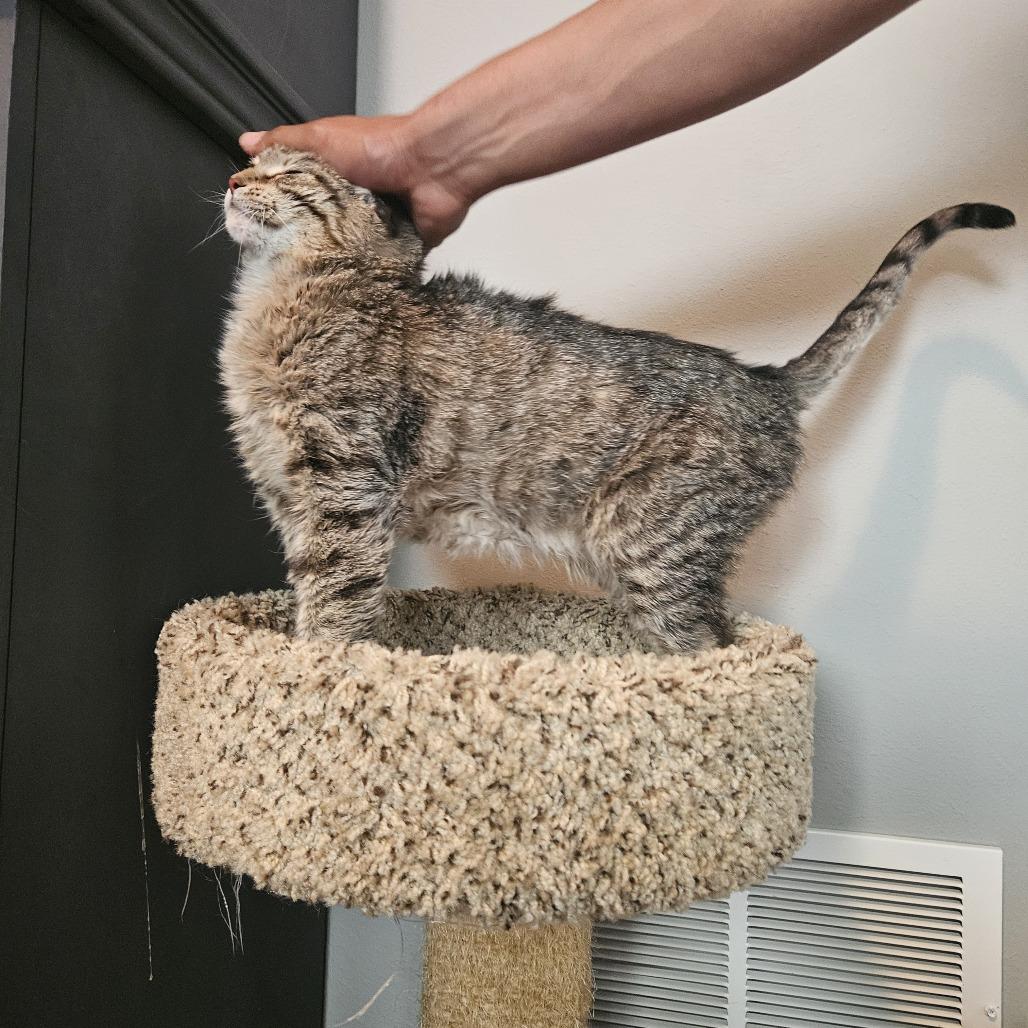 Enlarge Sparky, a Adoptable Domestic Short Hair in St. Paul, MN image 5/6