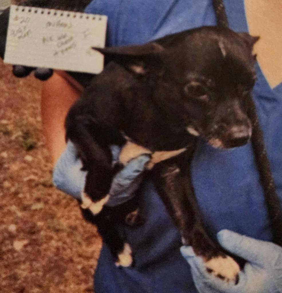 Mittens, Adoptable, Adult Female Dachshund & Chihuahua.
