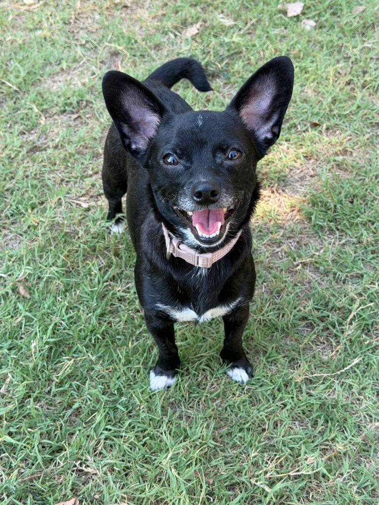 Mittens, a Adoptable mixed breed in Great Bend, KS image 2/2