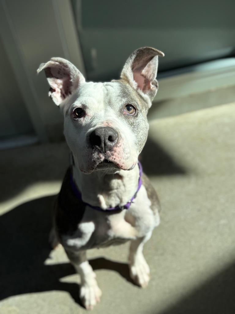 Kali, Adoptable, Adult Female Mixed Breed.