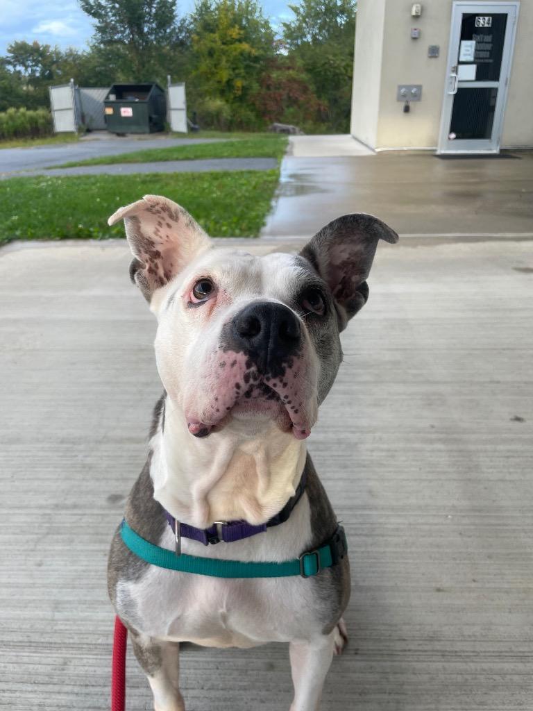 Enlarge Kali, a Adoptable mixed breed in Hyde Park, NY image 5/5