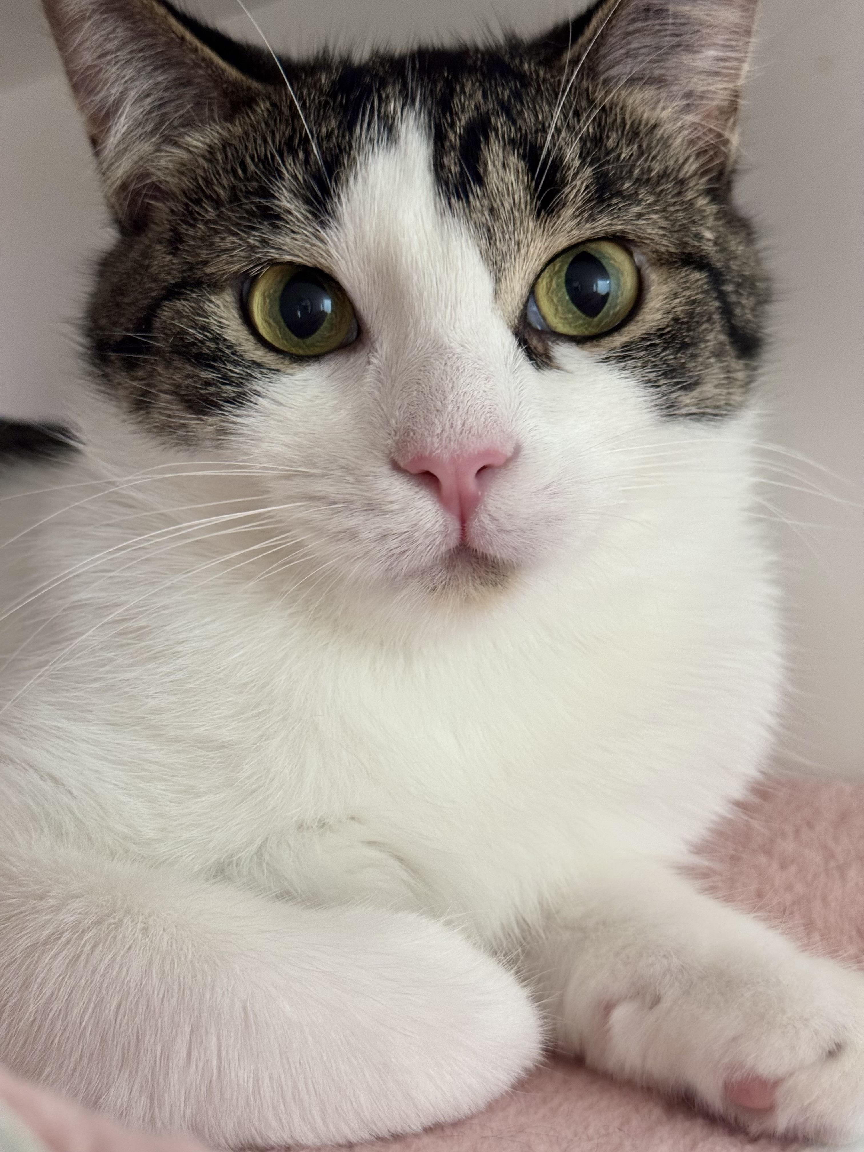 Anna, an adoptable Domestic Short Hair in Traverse City, MI, 49696 | Photo Image 1
