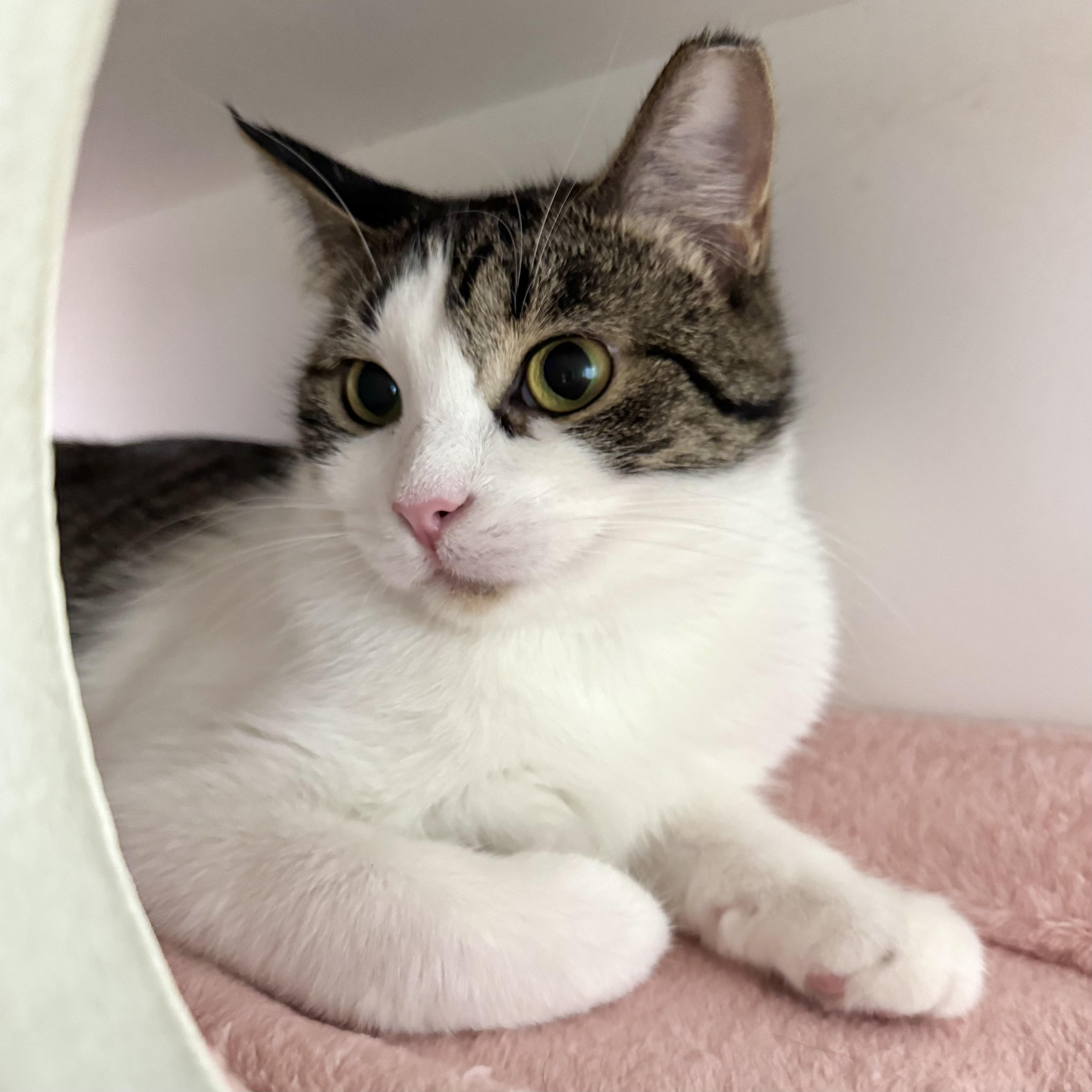 Anna, an adoptable Domestic Short Hair in Traverse City, MI, 49696 | Photo Image 5