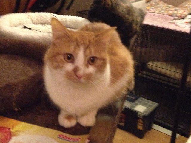 Jane (fka Honey), Adoptable, Senior Female Domestic Short Hair.