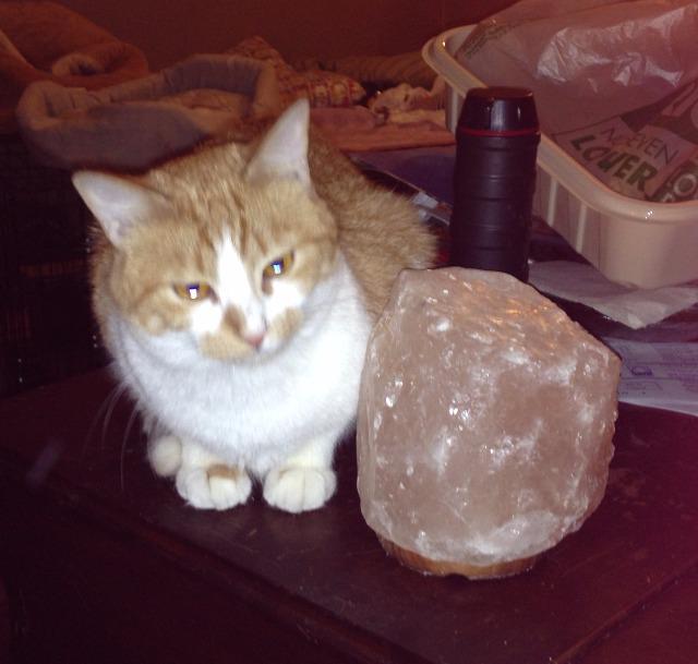 Jane (fka Honey), a Adoptable mixed breed in Ballwin, MO image 3/3