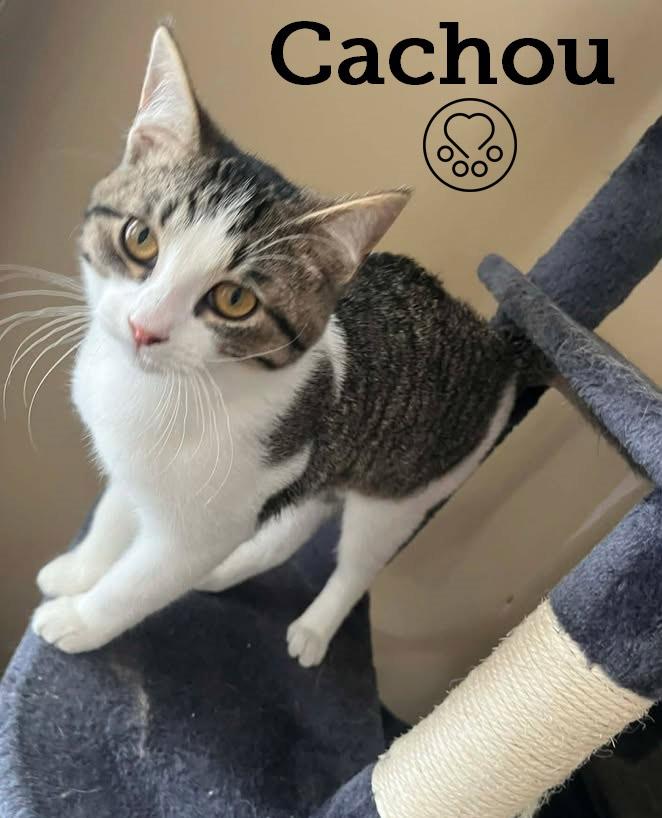 Enlarge Cachou, an adopted Domestic Short Hair in Anjou, QC image 1/1