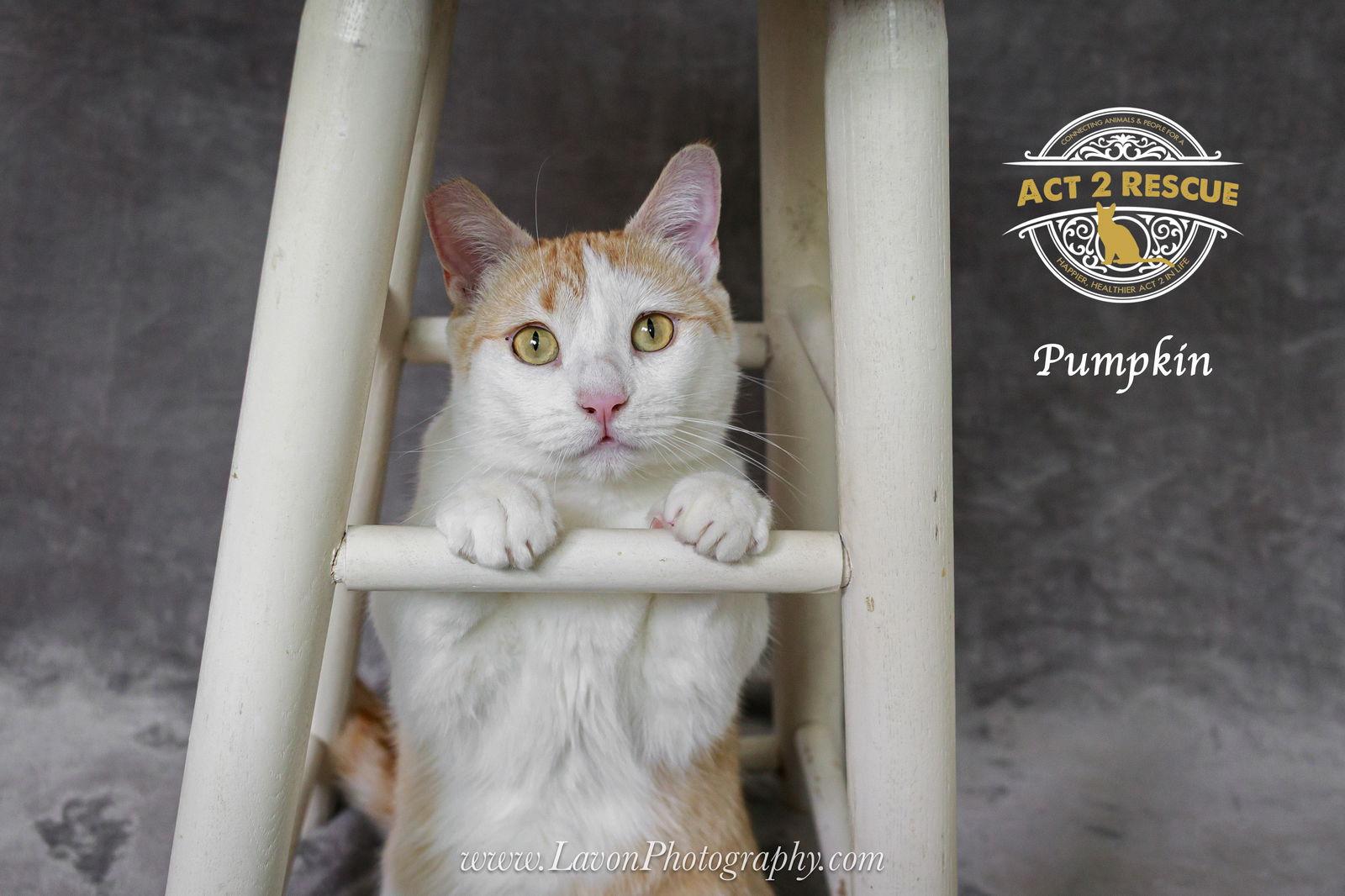 Pumpkin 3 — thumbnail 3