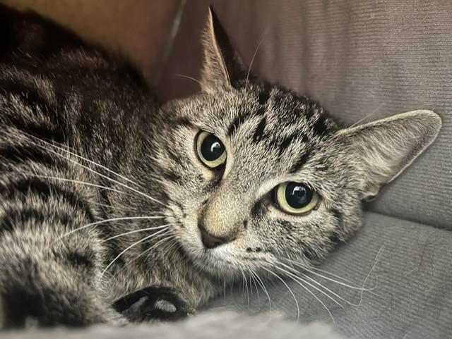 Dinah, a ADOPTABLE Domestic Short Hair in Chicago, IL image 4/5