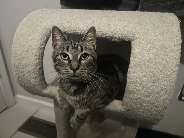Dinah, a ADOPTABLE Domestic Short Hair in Chicago, IL image 3/5