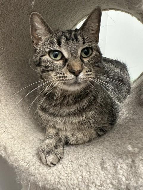Dinah, a ADOPTABLE Domestic Short Hair in Chicago, IL image 2/5