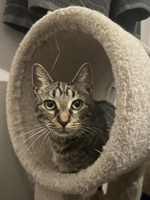 Dinah, a ADOPTABLE Domestic Short Hair in Chicago, IL image 1/5