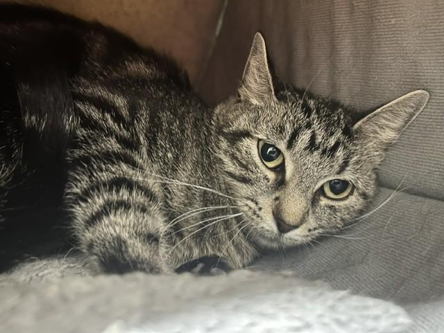 Dinah, a ADOPTABLE Domestic Short Hair in Chicago, IL image 5/5