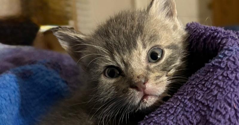 Enlarge Berlioz, a Adoptable mixed breed in Tampa, FL image 1/1