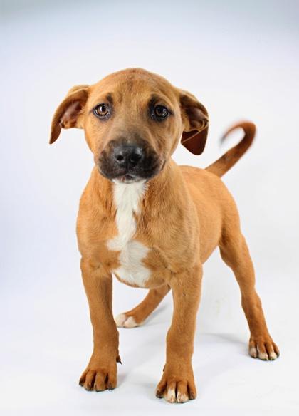 Catimor — thumbnail 2