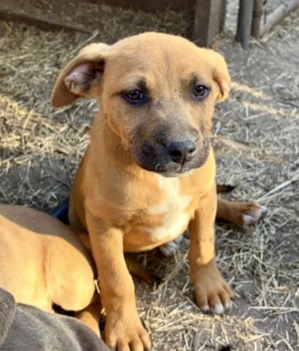 Catimor — thumbnail 3