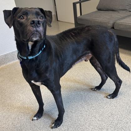 Enlarge J. Cole, a ADOPTABLE Mixed Breed in Lansing, MI image 3/3
