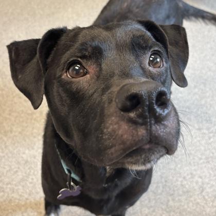 Enlarge J. Cole, a ADOPTABLE Mixed Breed in Lansing, MI image 1/3