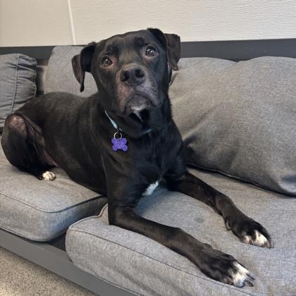 Enlarge J. Cole, a ADOPTABLE Mixed Breed in Lansing, MI image 2/3