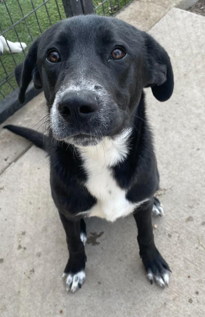 Enlarge Russel, a Adoptable mixed breed in Little Elm, TX image 1/1