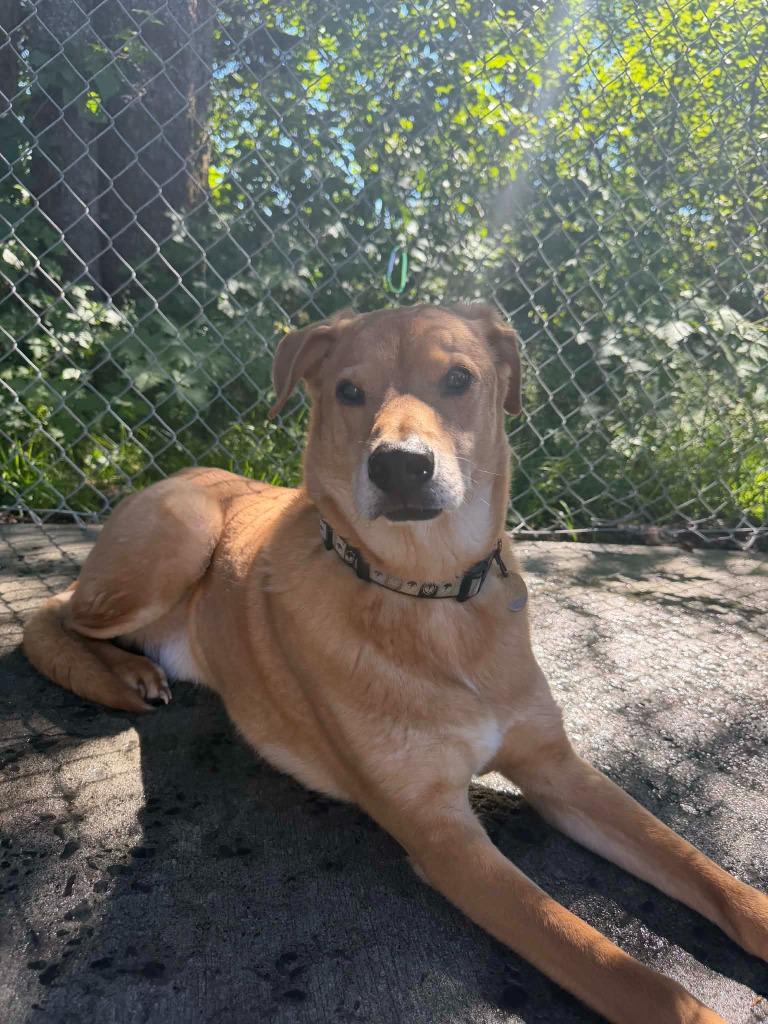 Roscoe, Adoptable, Senior Male Husky & Labrador Retriever.