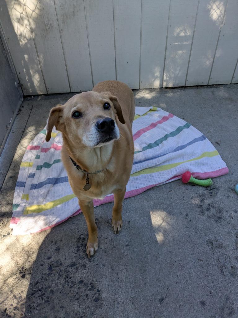 Roscoe, a Adoptable mixed breed in Kodiak, AK image 2/2