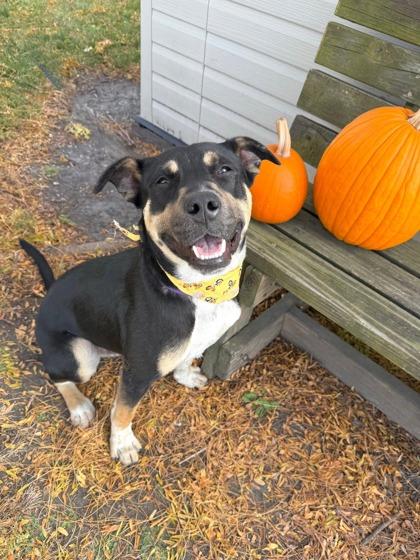 Yannis, a Adoptable Mixed Breed in DeKalb, IL image 1/3