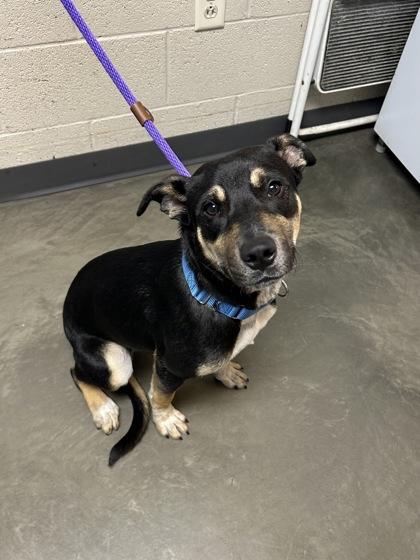 Yannis, a Adoptable Mixed Breed in DeKalb, IL image 3/3