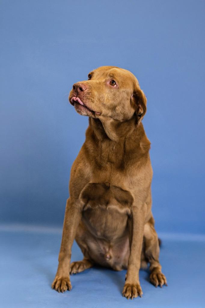 Alphie, Adoptable, Adult Male Chocolate Labrador Retriever.