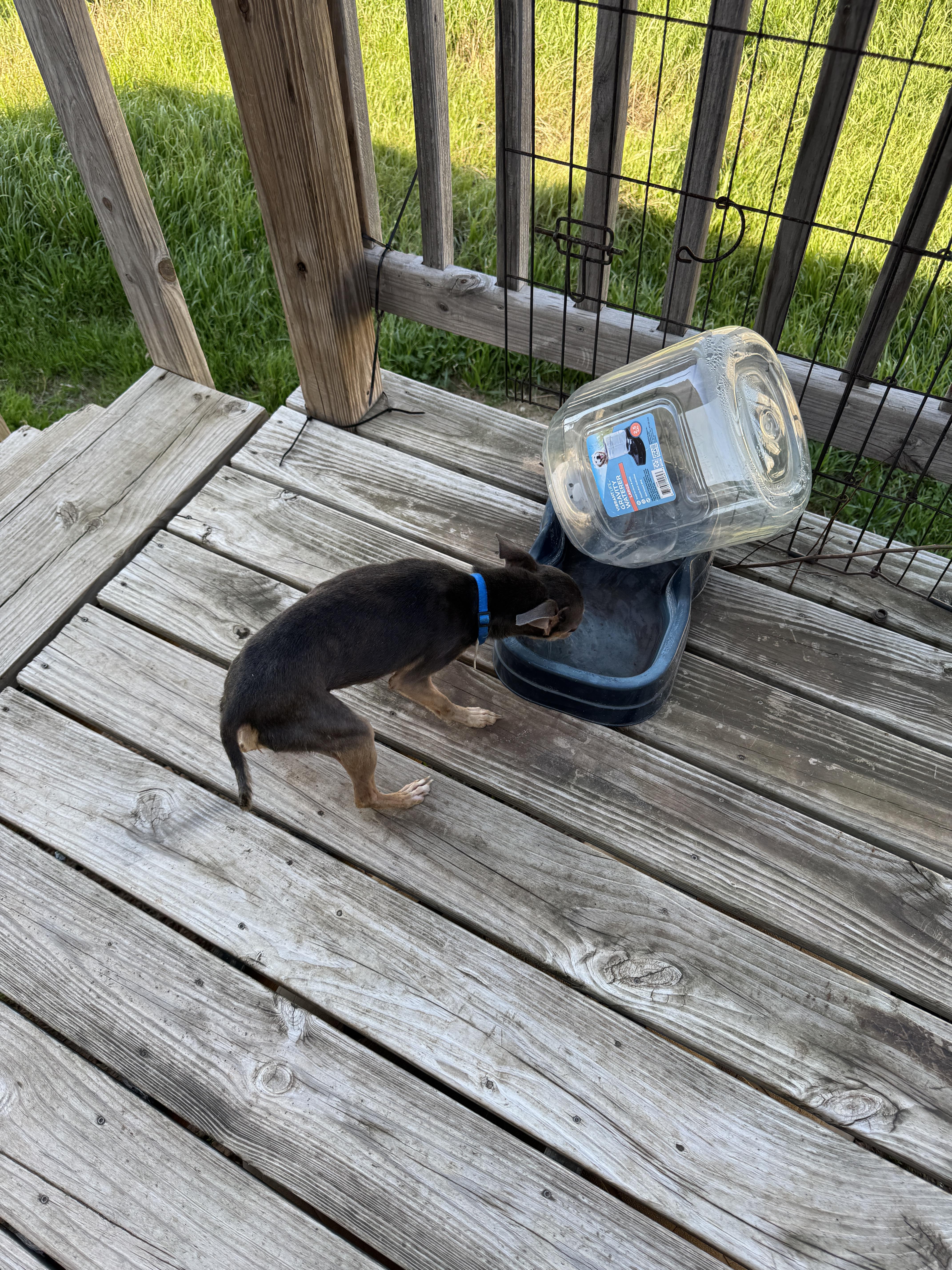 Enlarge Baby, an adopted Chihuahua in Haslet, TX image 3/3