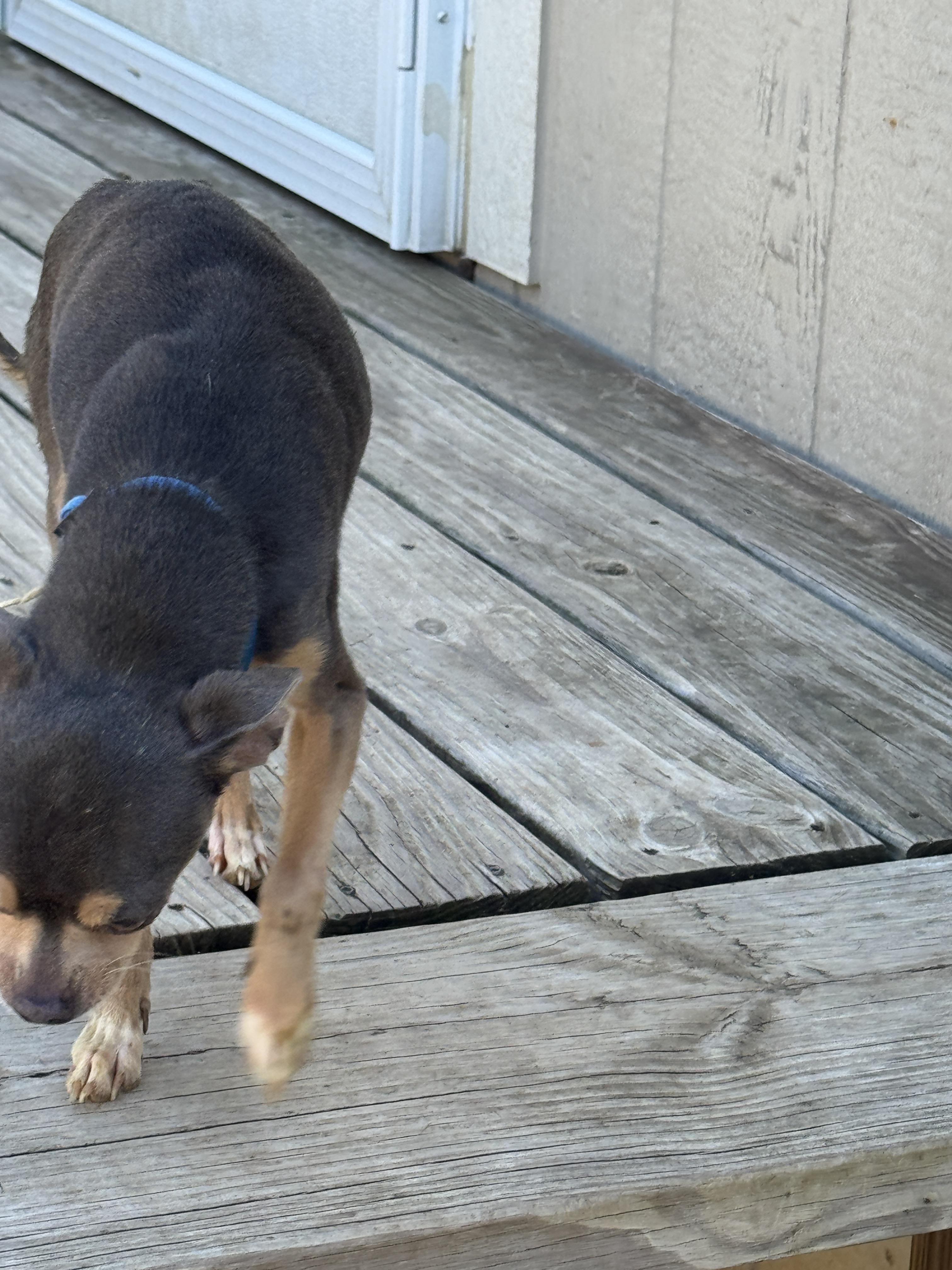 Enlarge Baby, an adopted Chihuahua in Haslet, TX image 2/3